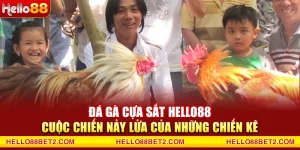 Đá gà cựa sắt Hello88 - Cuộc chiến nảy lửa của những chiến kê