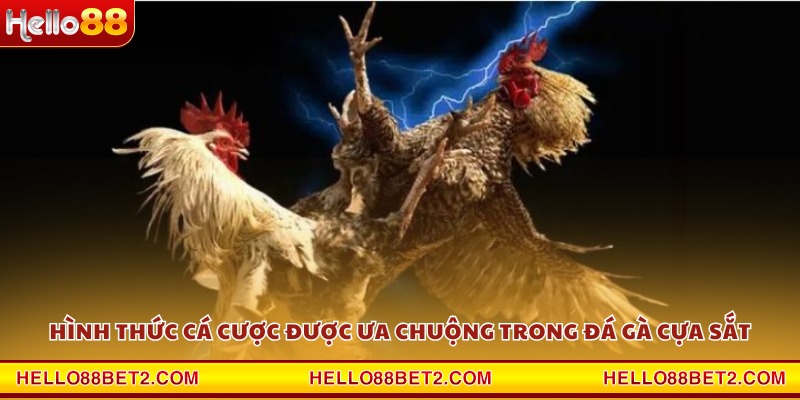 Nắm rõ các quy tắc và thể thức thi đấu đá gà cựa sắt