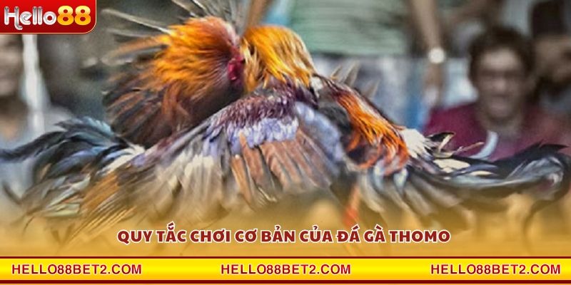 Quy tắc chơi cơ bản của Đá Gà Thomo 