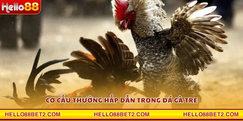 Cơ cấu thưởng hấp dẫn trong đá gà tre