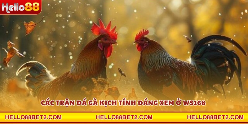 Các trận đá gà kịch tính đáng xem ở WS168 