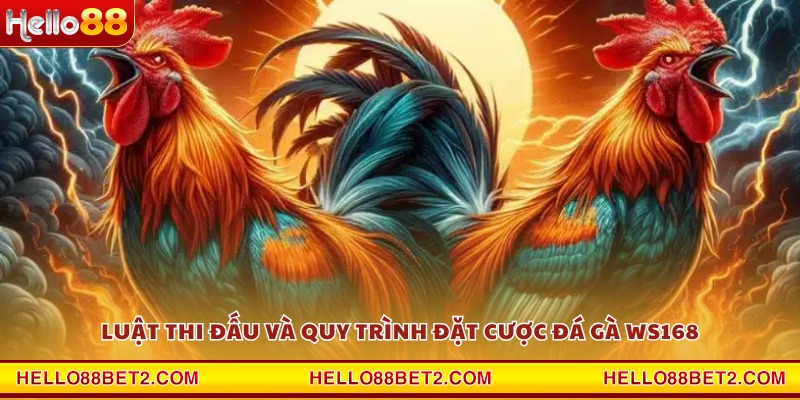 Luật thi đấu và quy trình đặt cược đá gà WS168